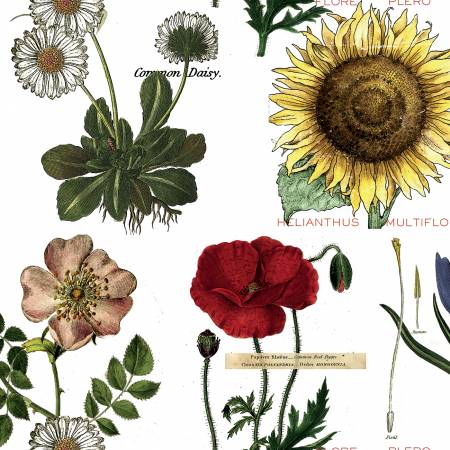 Fabric BOTANICALS WHITE by Janet Wecker-Frisch from the Art Journal Collection from Riley Blake Designs, CD13038 White